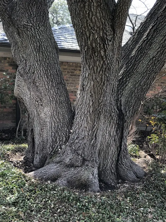 Mature heritage tree close to a Kyle property cared for by certified arborists